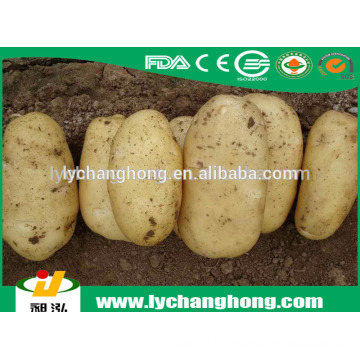 2014 Chine pomme de terre fraiche sur vente chaude